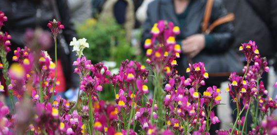 Tutti gli eventi Flower Show con Hera Comm